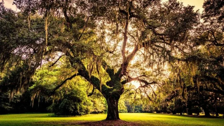 Lebensbaum Bedeutung: Die Wahrheit Hinter Dem Baum des Lebens!