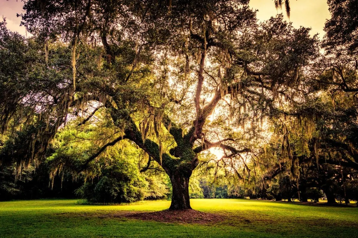 Lebensbaum Bedeutung_ Die Wahrheit Hinter Dem Baum des Lebens!