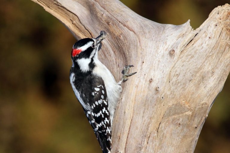 Krafttier Specht: Der Specht Als Spiritueller Begleiter Der Menschen ...