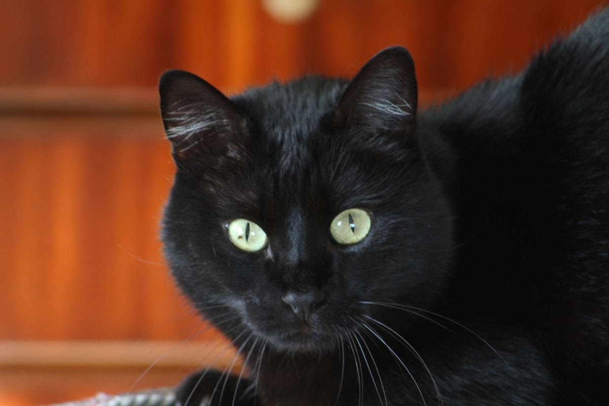Schwarze Katze Von Rechts Nach Links: Die Wahre Bedeutung! - Sinnopedia