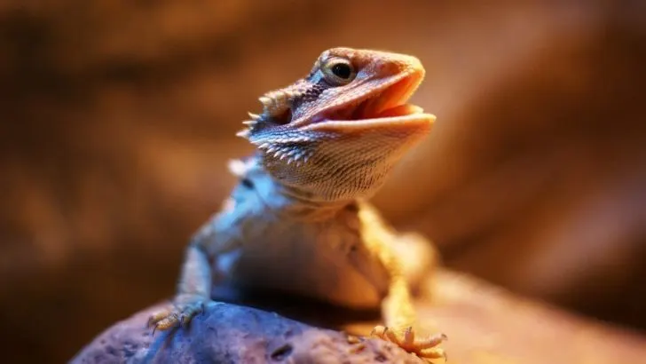 Krafttier Eidechse & Ihre Bedeutung: Mut, Ausdauer & Überlebenskunst!