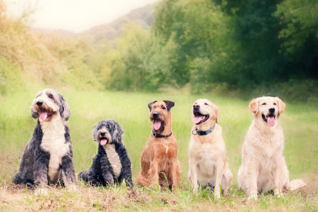Krafttier-Hund_-Die-Botschaft-der-Lebensfreude-und-Positivitat
