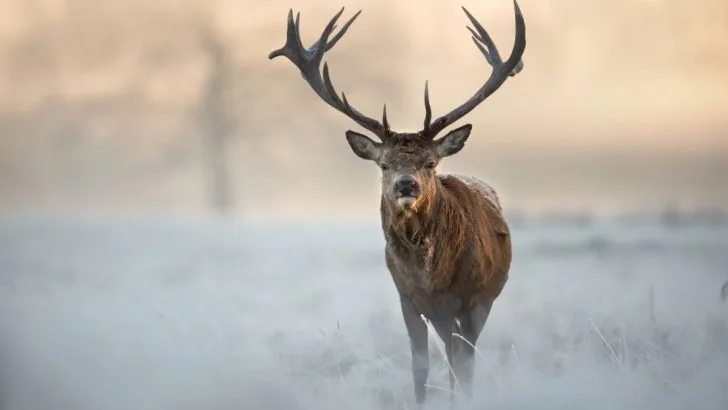 Krafttier Reh: Seelentier Und Seine Bedeutung Für Den Menschen