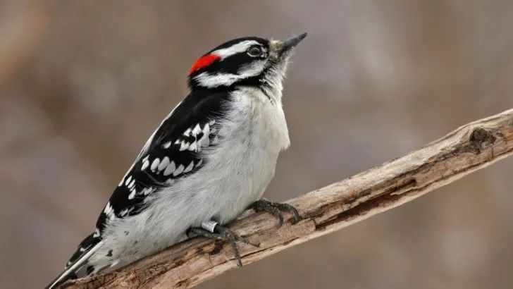 Krafttier Specht: Der Specht Als Spiritueller Begleiter Der Menschen!