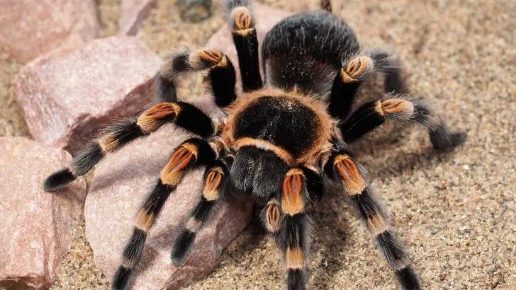 Krafttier Spinne: Das Bedeuten Die Schicksalsfäden Für Sie!