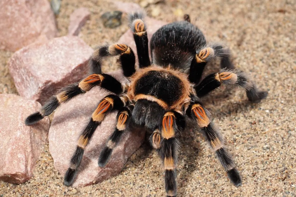 Krafttier Spinne_ Das Bedeuten Die Schicksalsfäden Für Sie!