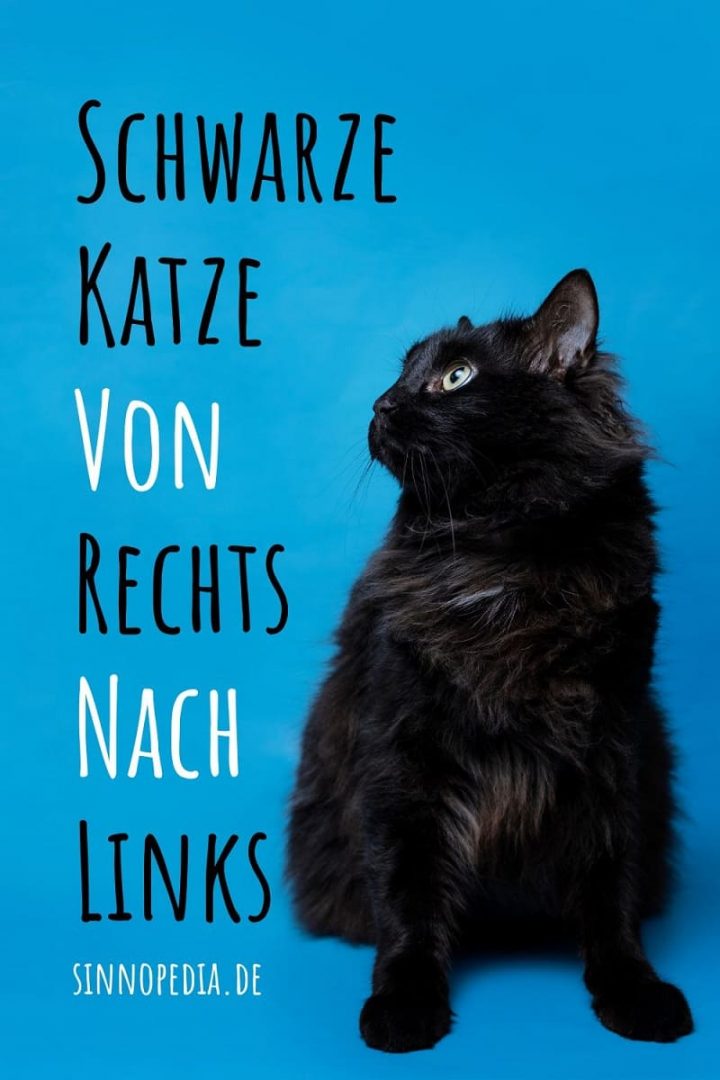 Schwarze Katze Von Rechts Nach Links: Die Wahre Bedeutung! - Sinnopedia