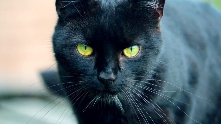Schwarze Katze Von Rechts Nach Links: Die Wahre Bedeutung!