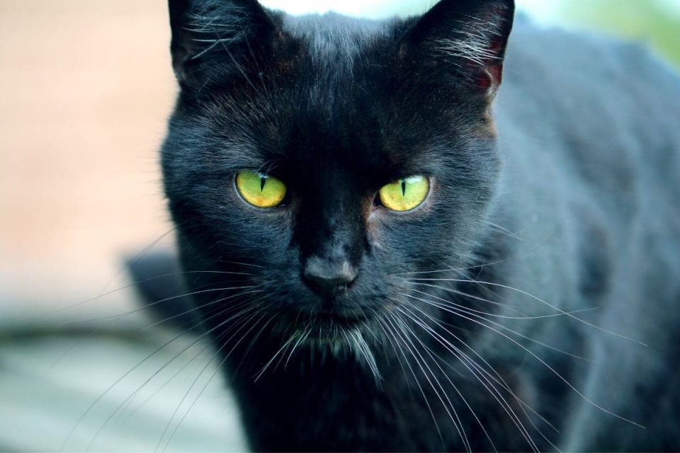 Schwarze Katze Von Links Nach Rechts: Der Unglücksbringer! - Sinnopedia