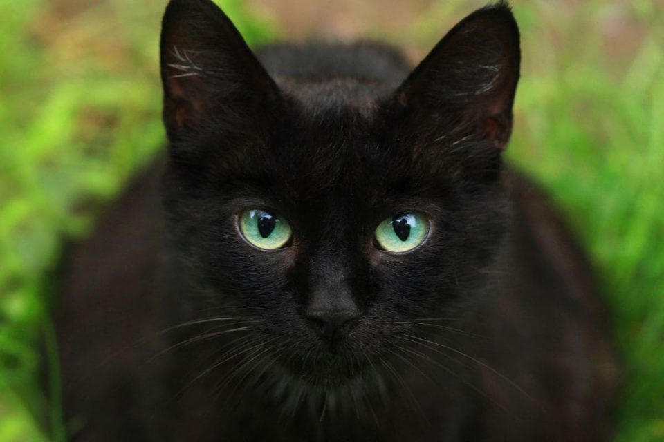 Schwarze Katze Von Rechts Bedeutung Schwarze Katze Von Rechts Nach Links: Die Wahre Bedeutung! - Sinnopedia