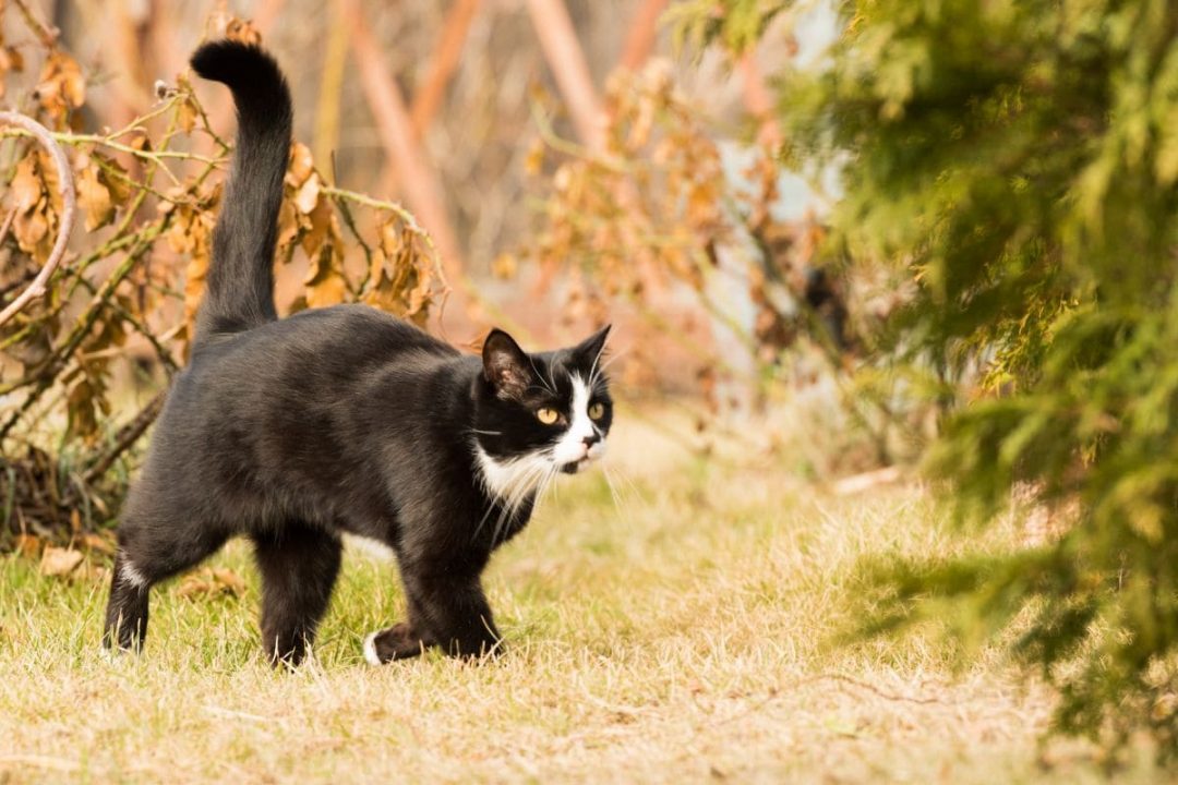 Schwarze Katze Von Links Nach Rechts Bedeutung Schwarze Katze Von Rechts Nach Links: Die Wahre Bedeutung! - Sinnopedia