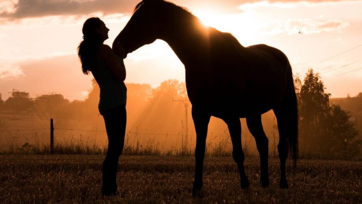 Traumdeuter Pferd: Die Bedeutung Eines Pferdes Im Traum