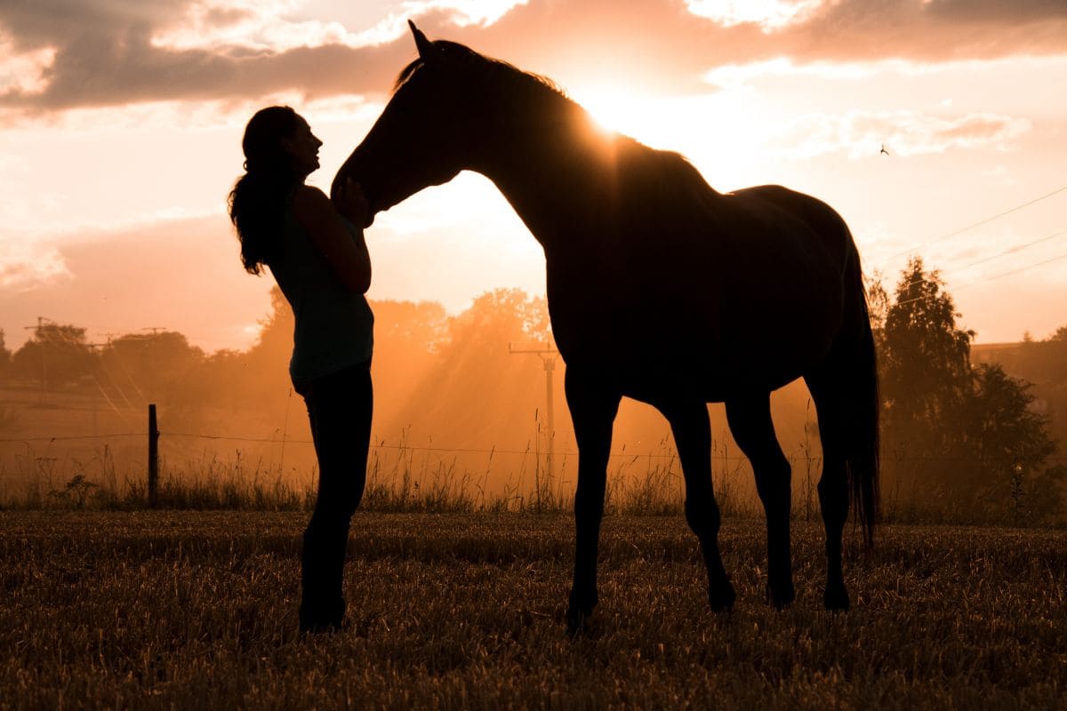 Traumdeuter Pferd_ Die Bedeutung Eines Pferdes Im Traum