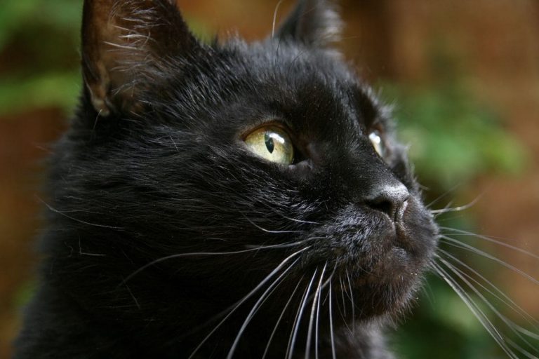Schwarze Katze Von Rechts Nach Links: Die Wahre Bedeutung! - Sinnopedia