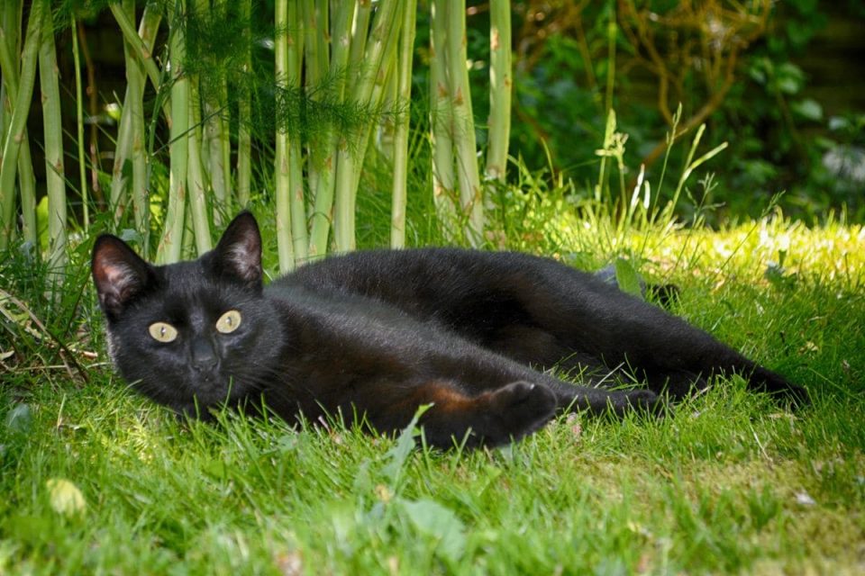 Schwarze Katze Von Rechts Nach Links: Die Wahre Bedeutung! - Sinnopedia