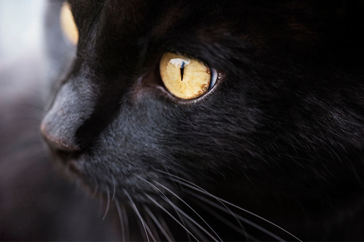 Schwarze Katze Von Links Nach Rechts Bedeutung Schwarze Katze Von Rechts Nach Links: Die Wahre Bedeutung! - Sinnopedia