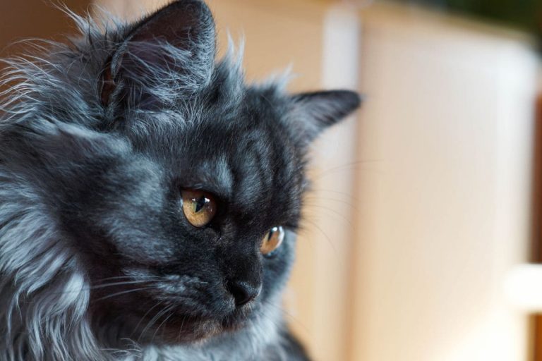 Schwarze Katze Von Links Nach Rechts Bedeutung Schwarze Katze Von Rechts Nach Links: Die Wahre Bedeutung! - Sinnopedia