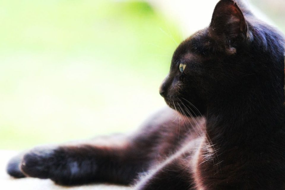 Schwarze Katze Rechts Nach Links Schwarze Katze Von Rechts Nach Links: Die Wahre Bedeutung! - Sinnopedia