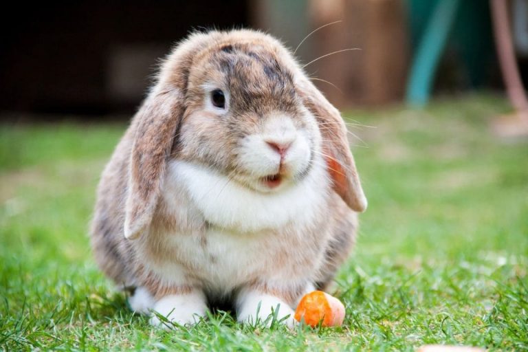 Krafttier Hase: Das Kleine Krafttier Mit Großer Symbolik! - Sinnopedia
