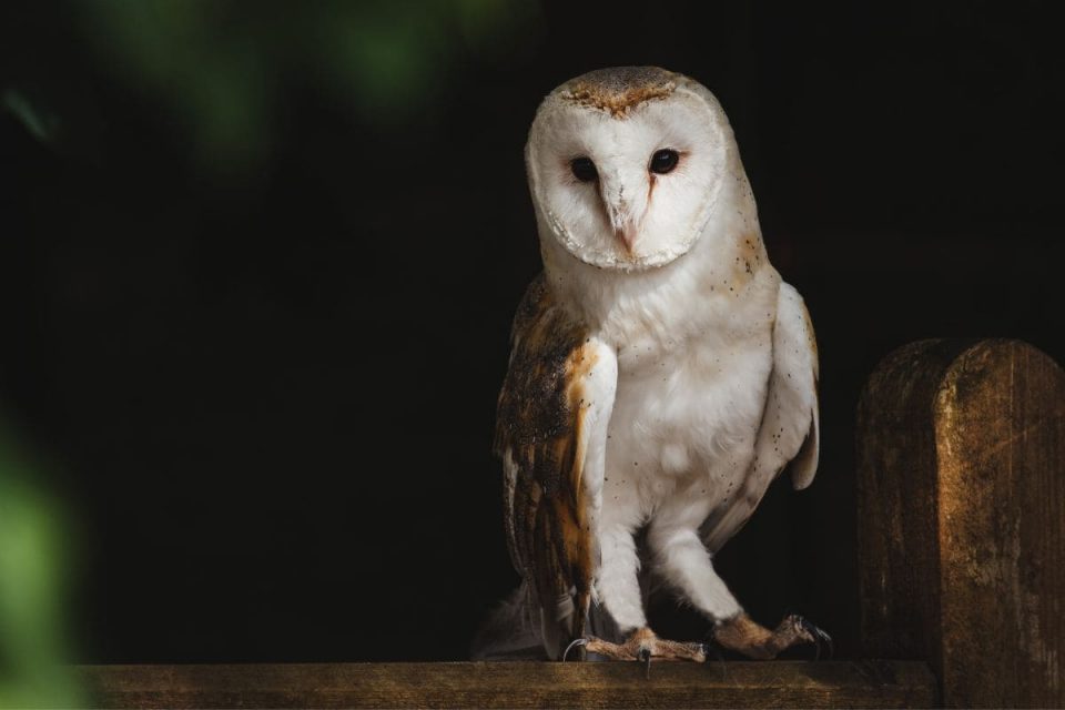 Eule Bedeutung Symbolik Und Mythologie Der Geheimnisvollen Eule! Sinnopedia
