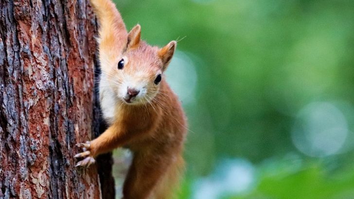 Krafttier Eichhörnchen: Die Bedeutung Hinter Dem Seelenbegleiter!
