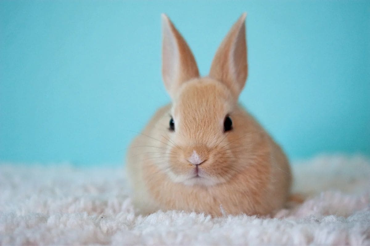 Krafttier Hase: Das Kleine Krafttier Mit Großer Symbolik! - Sinnopedia