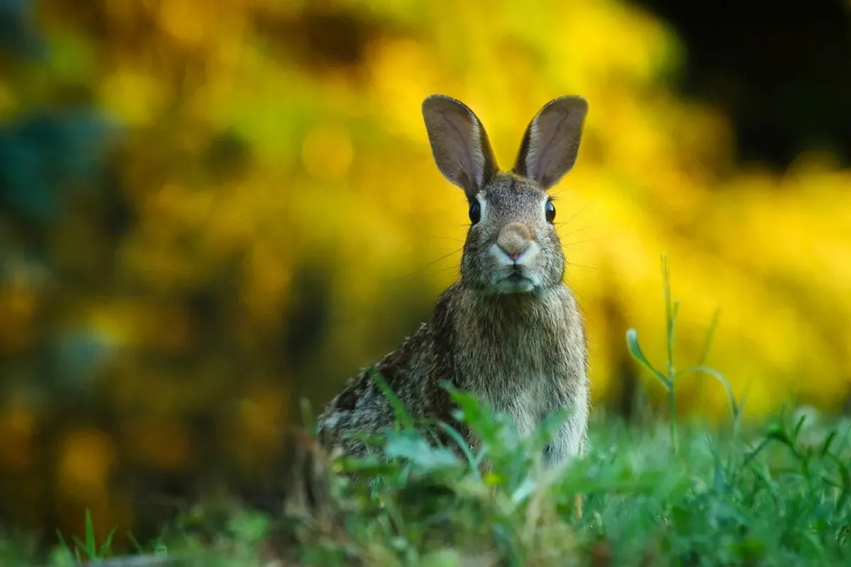 Krafttier Hase_ Das Kleine Krafttier Mit Großer Symbolik!