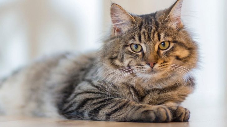 Krafttier Katze: Krafttier Mit Vielen Aberglauben Und Bedeutungen!