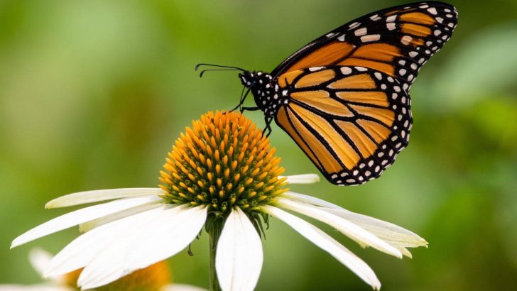 Krafttier Schmetterling: Effekte Des Schmetterlings Als Krafttier