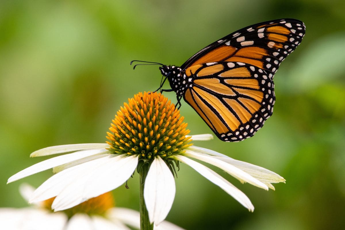 Krafttier Schmetterling_ Effekte Des Schmetterlings Als Krafttier