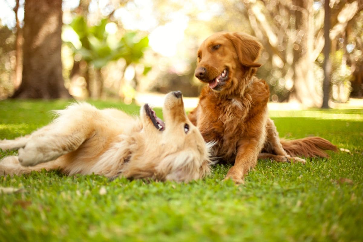 Traumdeutung Hund_ Welche Bedeutung Haben Hunde Im Traum_