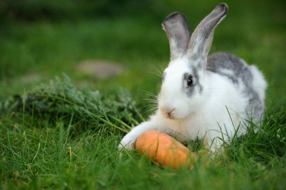 Krafttier Hase: Das Kleine Krafttier Mit Großer Symbolik! - Sinnopedia