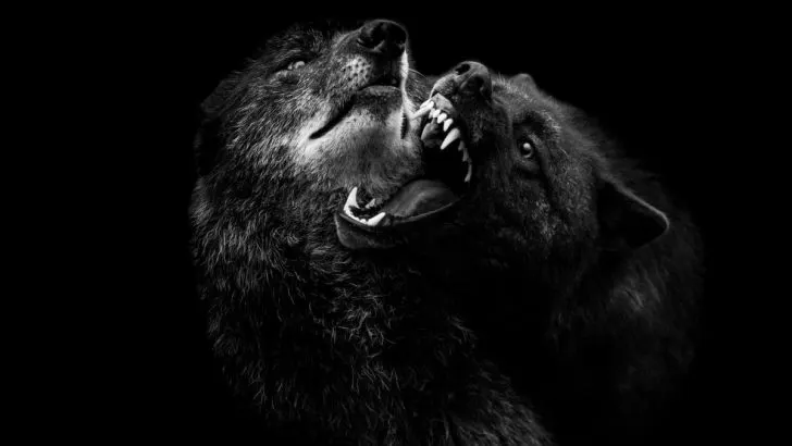 Fenriswolf: Das Böse In Der Germanischen Mythologie Oder Nicht?