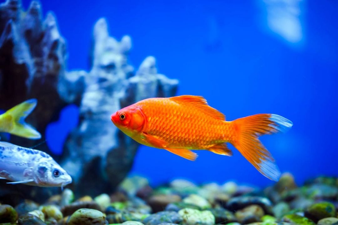 Symbolik Fisch: Welche Wahrheit Steckt Hinter Dem Fischsymbol? - Sinnopedia