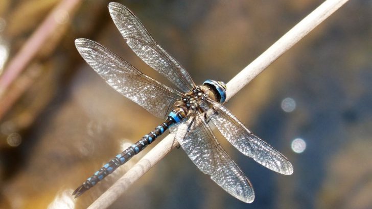 Krafttier Libelle: Mächtige Drachengattung Als Seelenbegleiter!