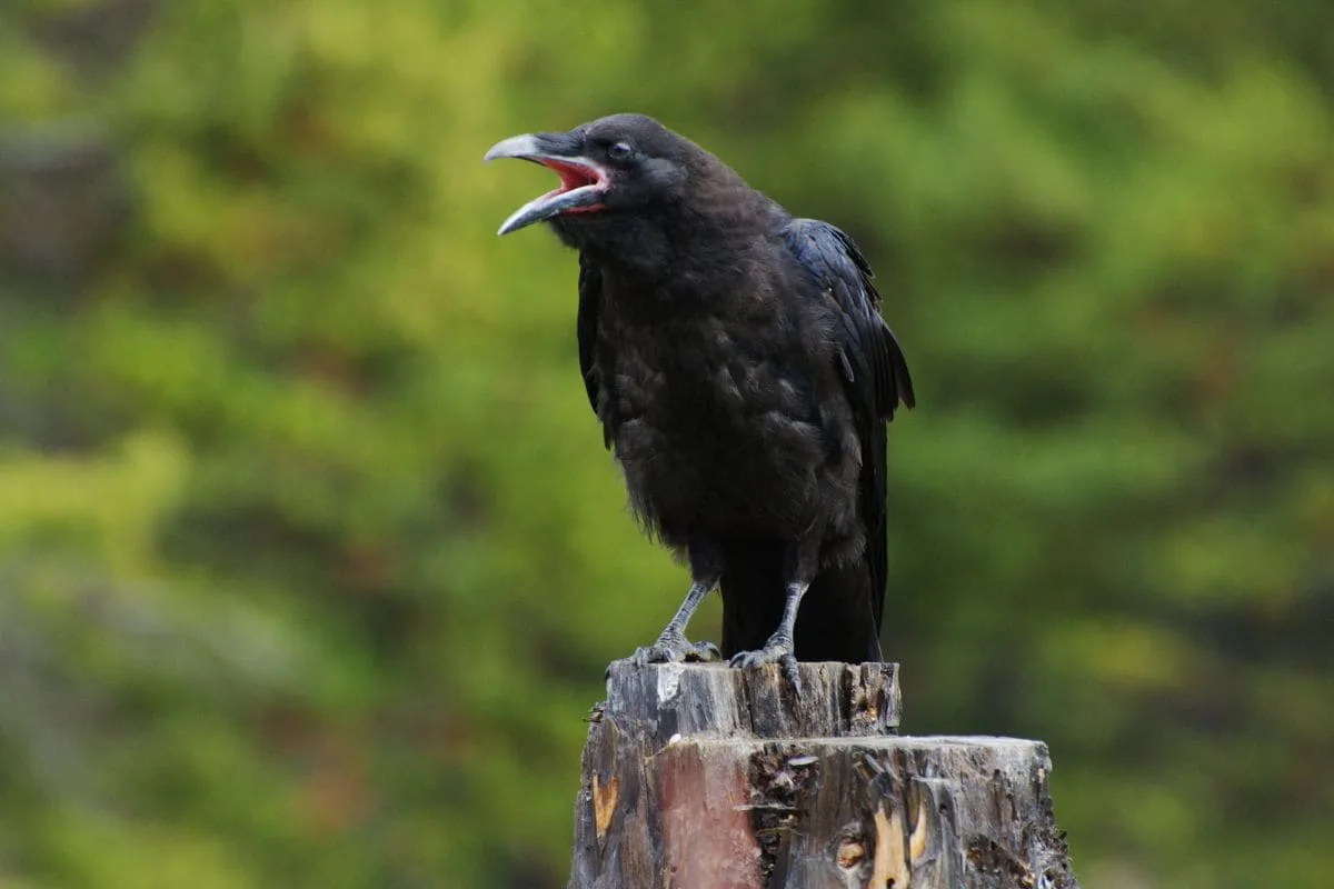 Krafttier Rabe_ Rabenvögel Als Träger Der Weisheit Und Magie!