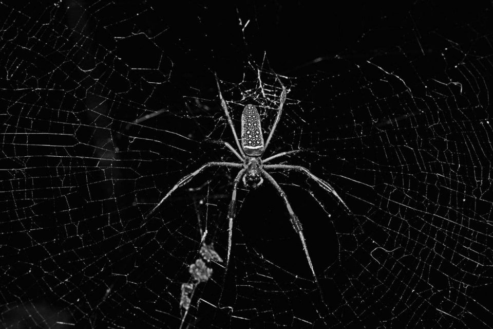 Spinnen In Der Wohnung Spirituelle Bedeutung Traumdeutung Spinnen: Diese Wahrheit Verstecken Spinnenträume! - Sinnopedia