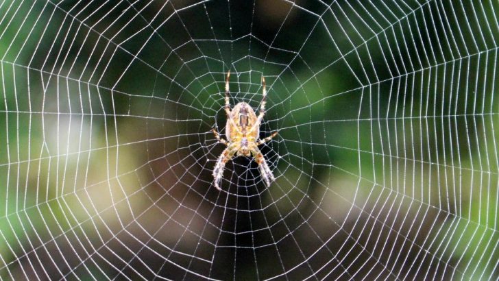 Traumdeutung Spinnen: Diese Wahrheit Verstecken Spinnenträume!