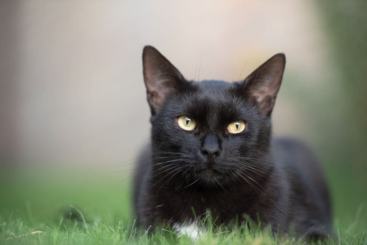 Schwarze Katze Von Links Nach Rechts: Der Unglücksbringer! - Sinnopedia
