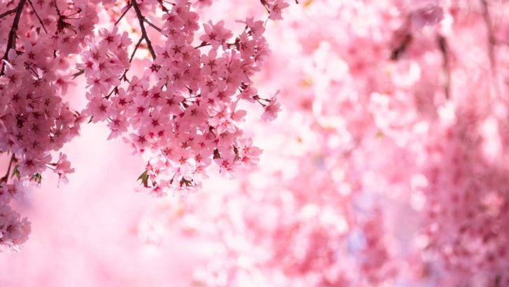 Die Kirschblüten Bedeutung Der Vergänglichkeit & Neubeginns