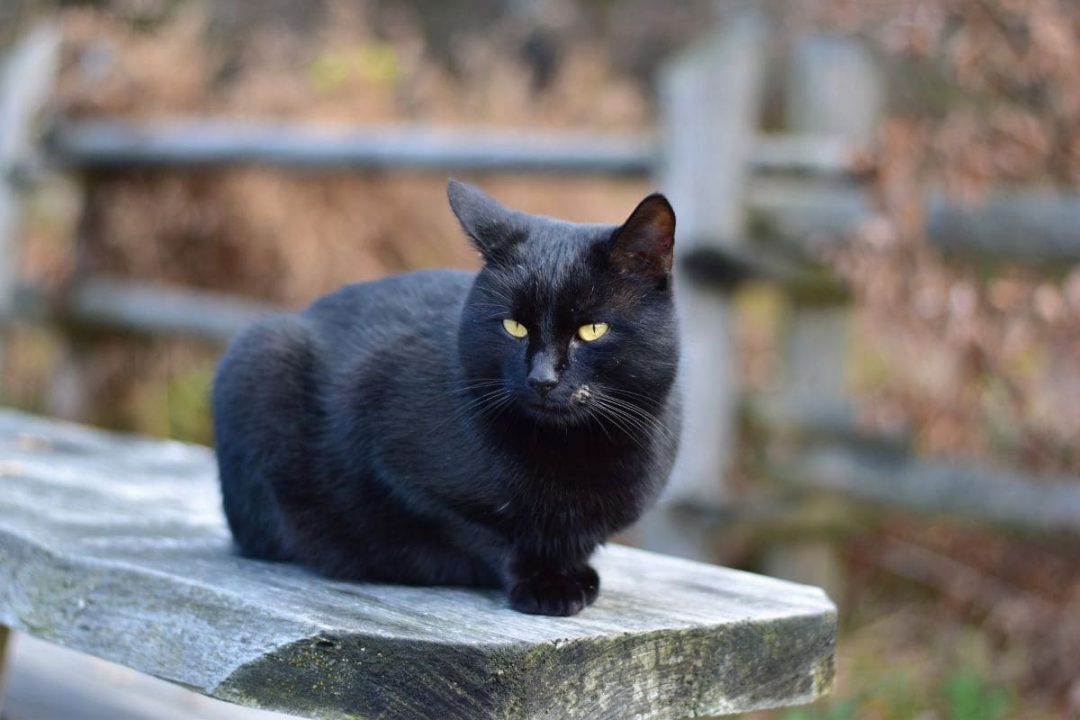 Schwarze Katze Von Links Nach Rechts: Der Unglücksbringer! - Sinnopedia