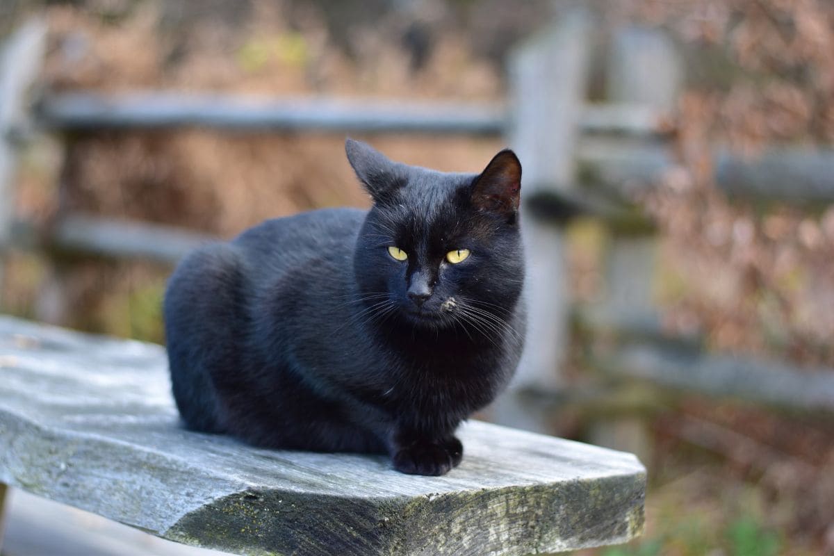 Schwarze Katze Von Links Nach Rechts Bedeutung Schwarze Katze Von Links Nach Rechts: Der Unglücksbringer! - Sinnopedia