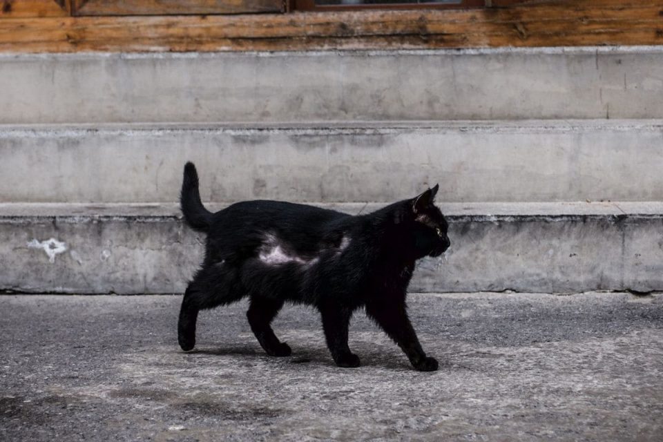 Schwarze Katze Von Links Nach Rechts Der Unglücksbringer! Sinnopedia
