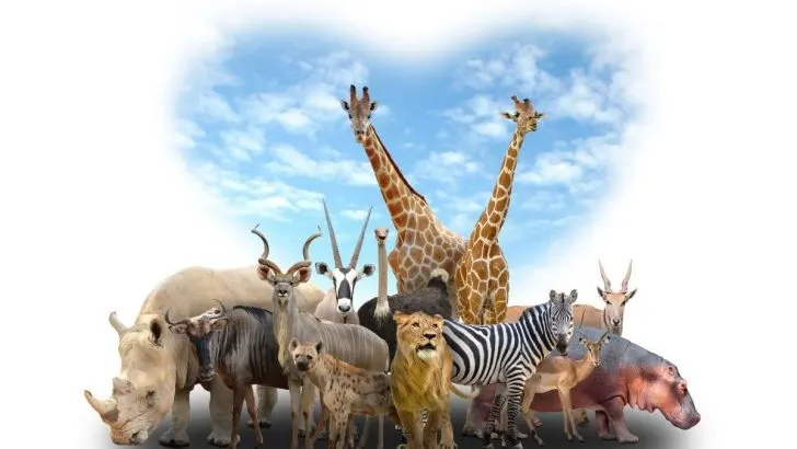 Krafttier Finden: Anleitung Zur Entdeckung Deines Spirituellen Begleiters