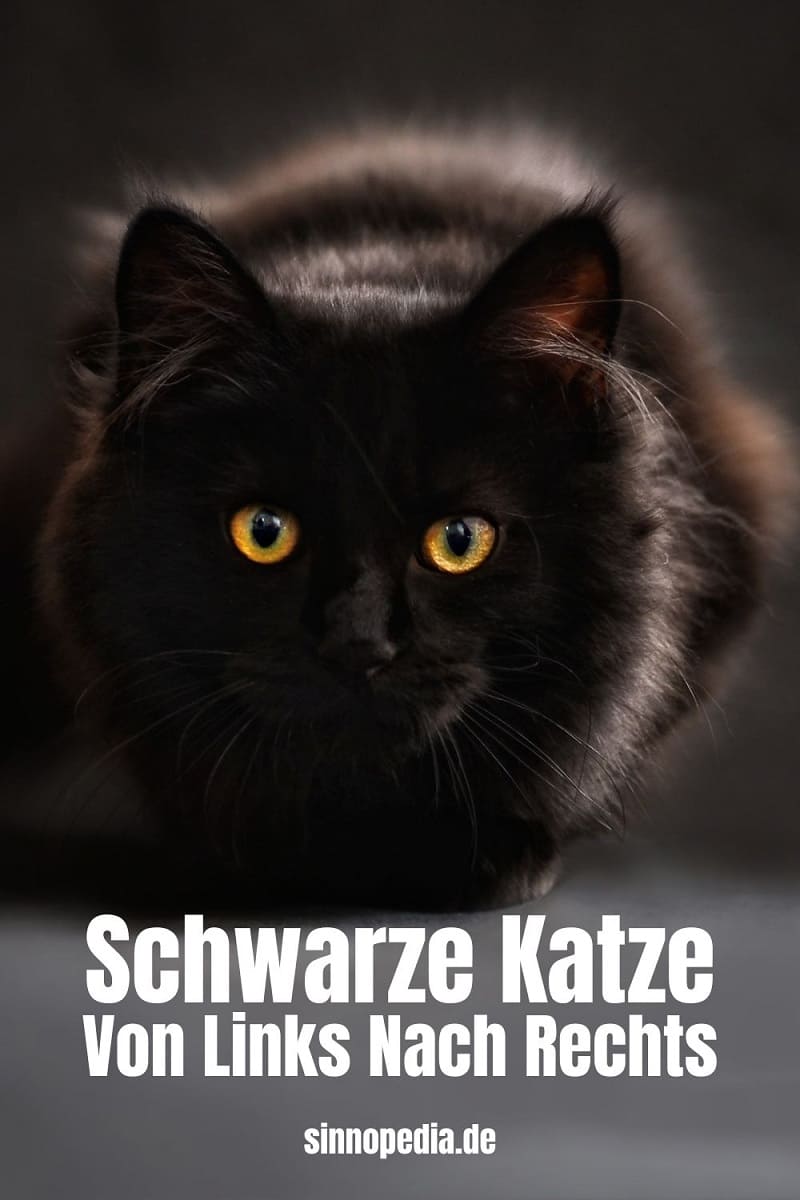 Schwarze Katze Rechts Nach Links Schwarze Katze Von Links Nach Rechts: Der Unglücksbringer! - Sinnopedia