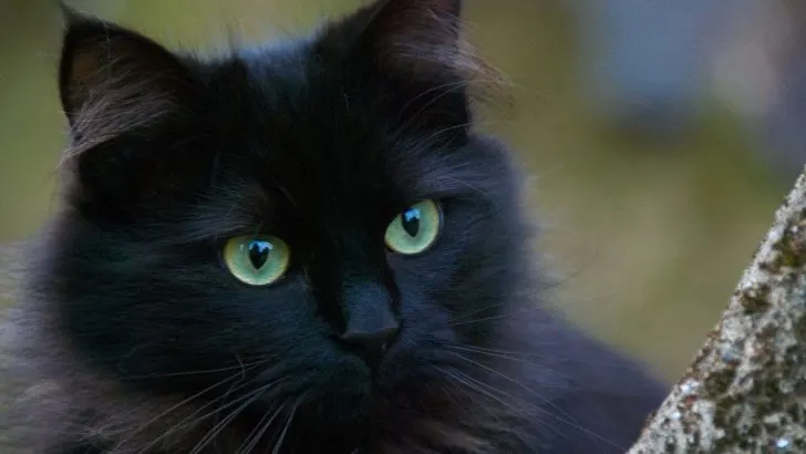 Schwarze Katze Von Links Nach Rechts: Der Unglücksbringer!