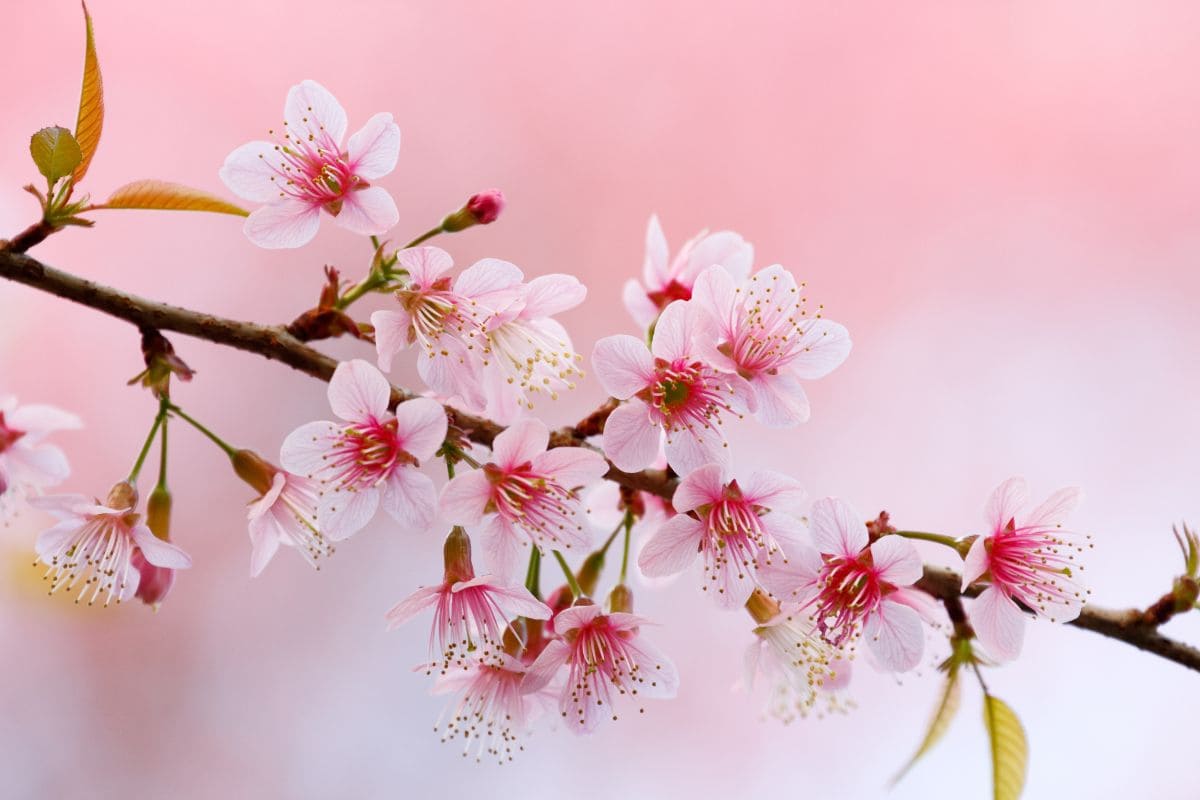 Die Kirschblüten Bedeutung Der Vergänglichkeit & Neubeginns Sinnopedia