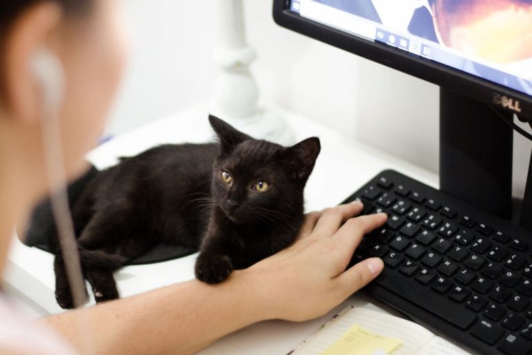 Schwarze Katze Von Links Nach Rechts Bedeutung sinnopedia.de