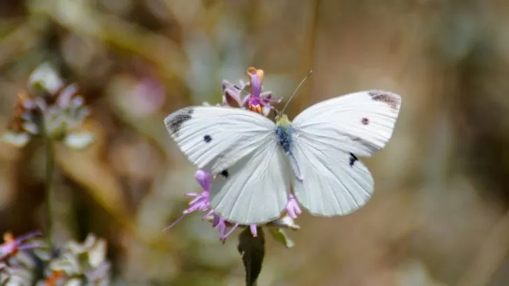 Weißer Schmetterling Bedeutung: Engelswesen Mit Weißen Flügeln!