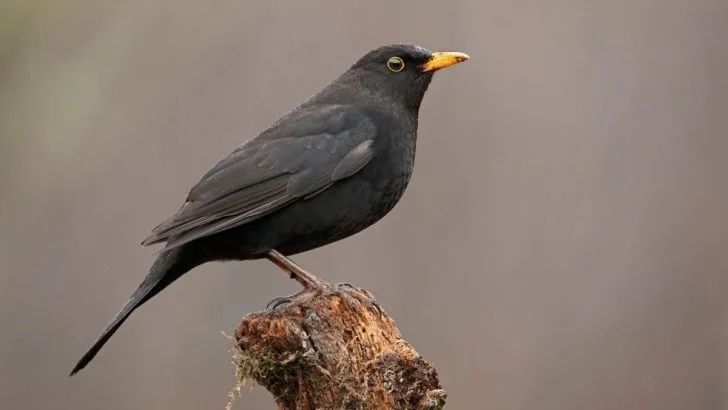 Krafttier Amsel: Das Geheimnisvolle Krafttier Und Seine Bedeutung